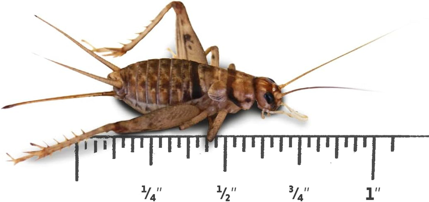 3/4" Banded Crickets (250 Count)