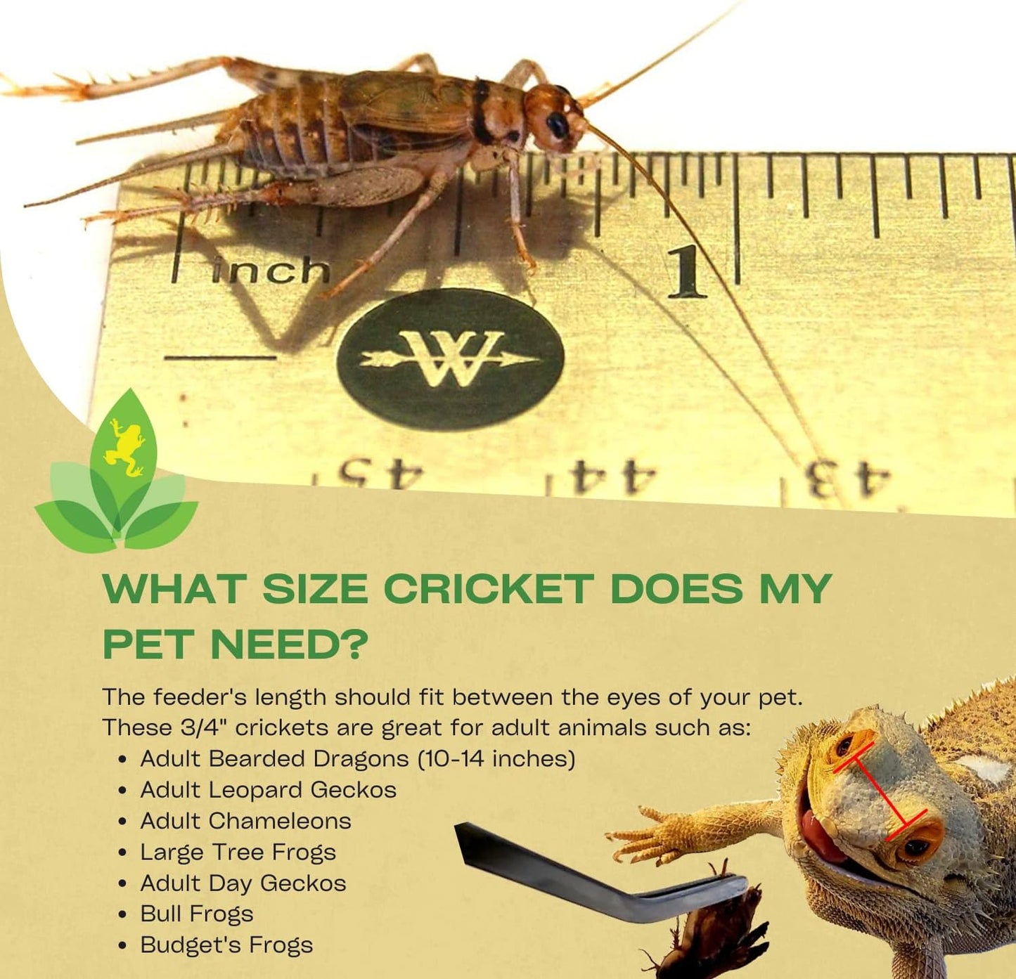 3/4" Banded Crickets (60 Count)