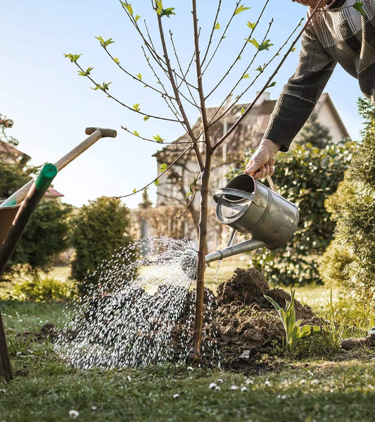 Concierge Tree Burial