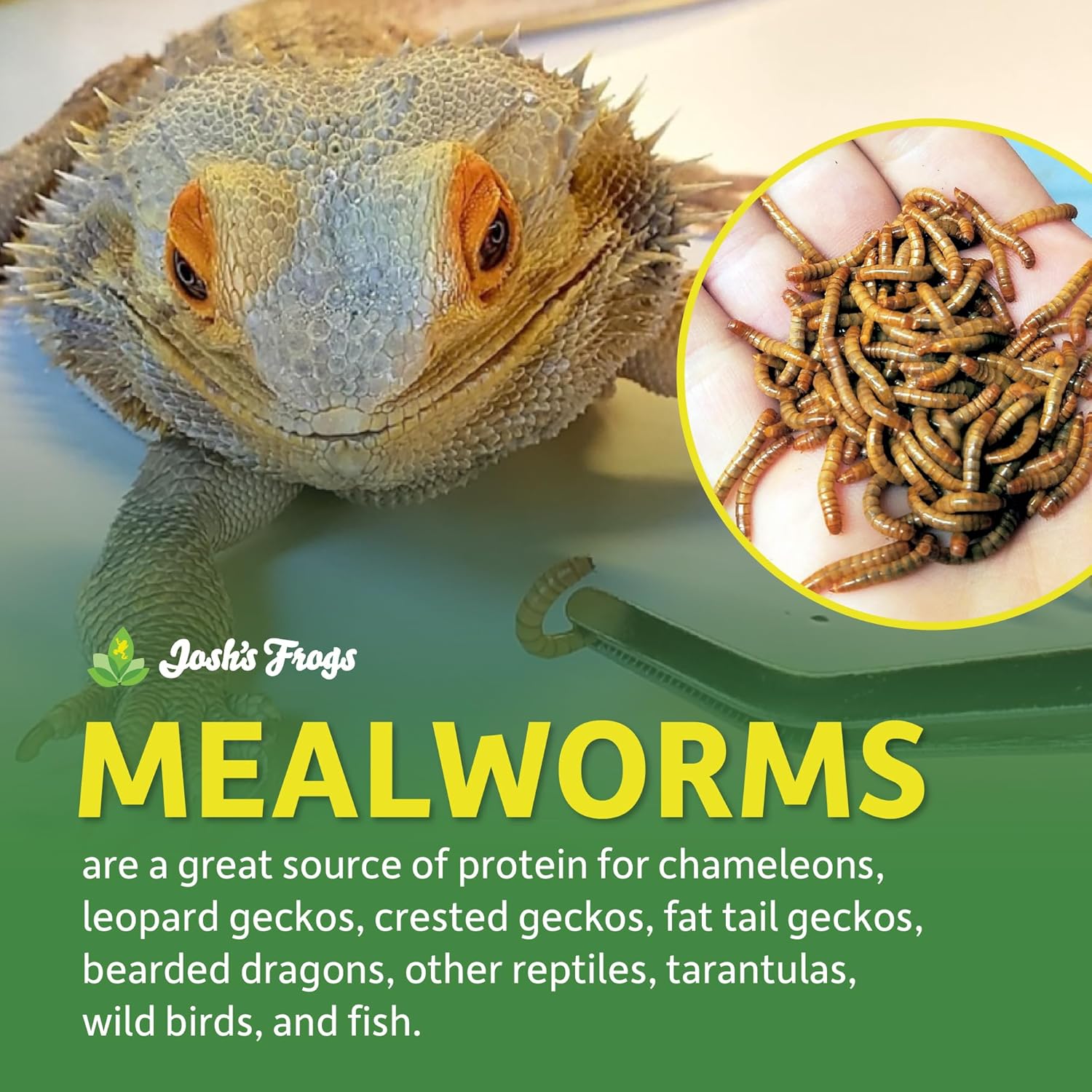 Mealworms (250 Count)