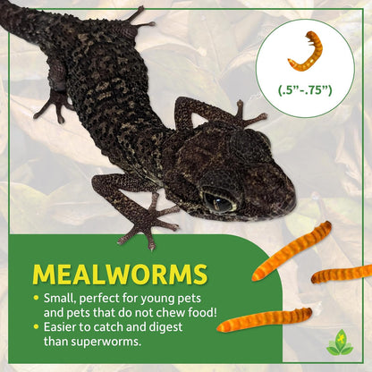 Mealworms (250 Count)