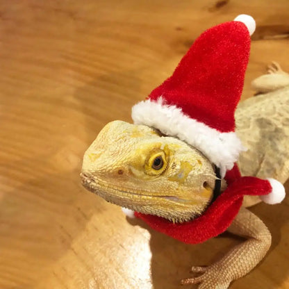 Santa Hat & Scarf 