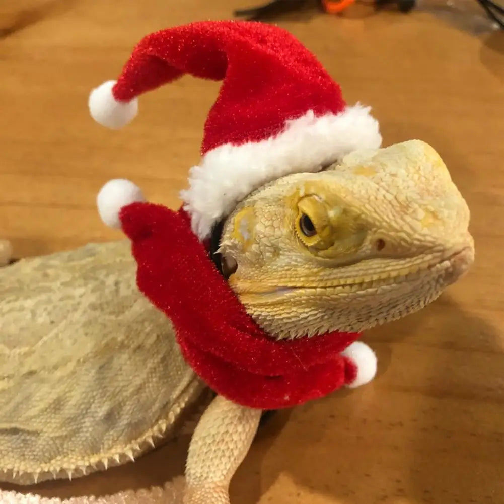 Santa Hat & Scarf 