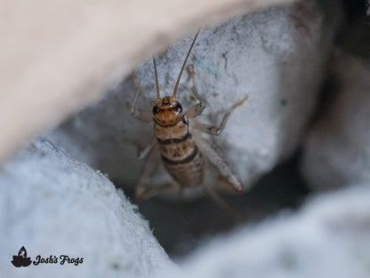 3/4" Banded Crickets (60 Count)